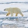 Un ours polaire mâle traverse son territoire sur Lennart Verheuvel