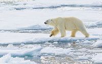 Male Polar Bear traverses his territory by Lennart Verheuvel thumbnail
