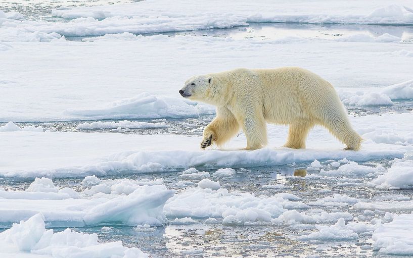 Male Polar Bear traverses his territory by Lennart Verheuvel