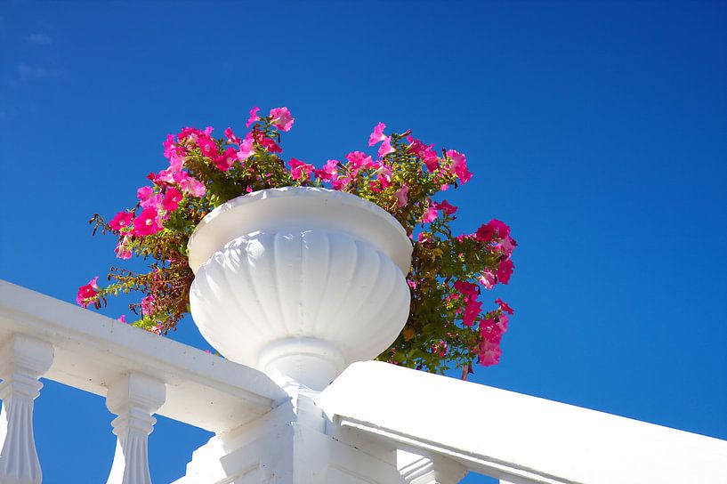 Petunia bowl bannister par Jan Brons