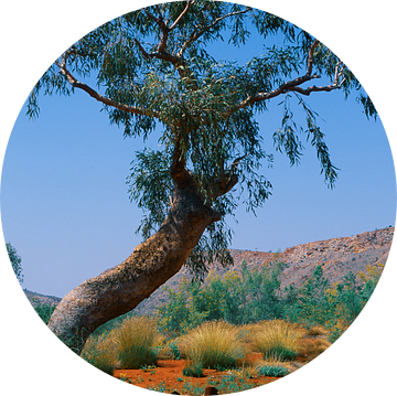 De Australische outback, Northern Territory van Hilke Maunder