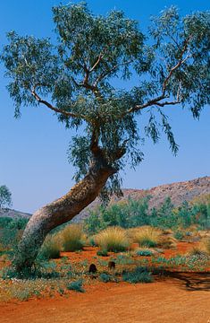 Das australische Outback, Northern Territory von Hilke Maunder
