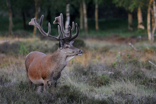 Cerfs dans les landes