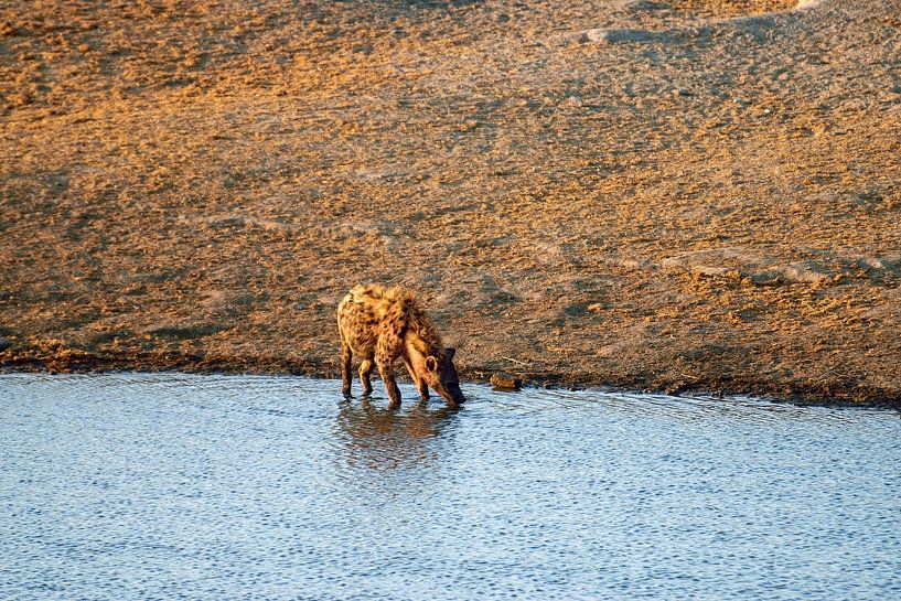 Hyäne löscht den Durst von Merijn Loch