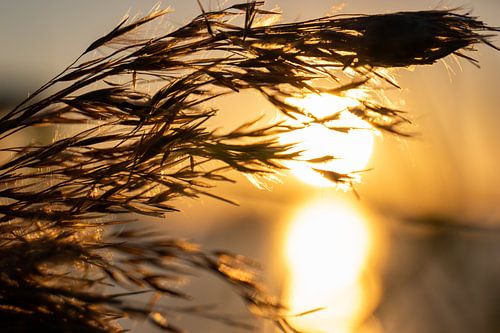 Sunset of and reed plume