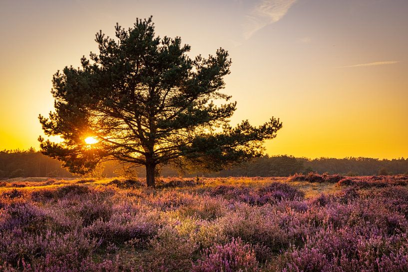 Bloeiende heide bij de Veluwe tijdens zonsondergang van Hilda Weges