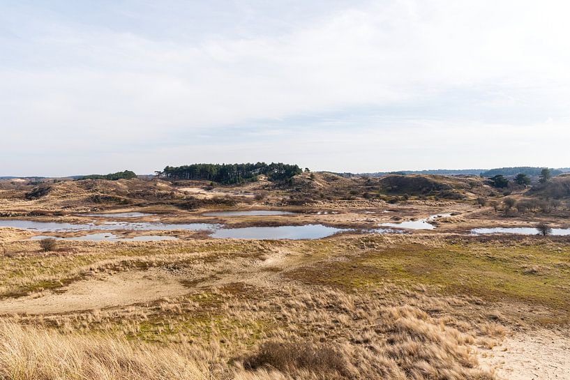 waterhole Kennemerland by Merijn Loch