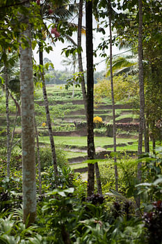 rice fields Java