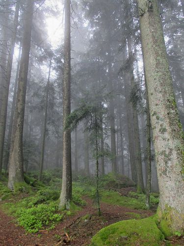 Pfade der Stille VI – Der schützende Mantel