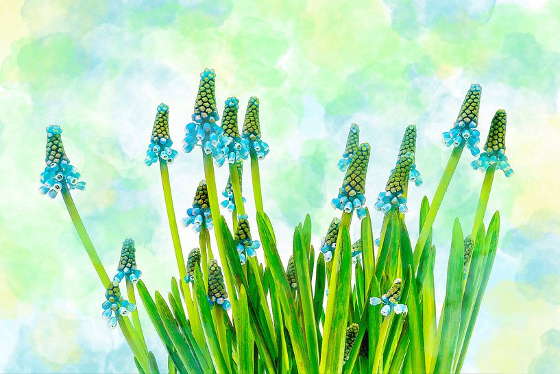 spring flowers watercolour in blue and green by Dörte Bannasch