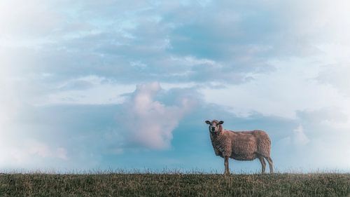 Dromerig schaapje op de dijk