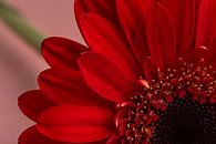 Kwart van een rode Gerbera diagonaal van Marjolijn van den Berg thumbnail