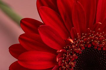 Un quart de gerbera rouge en diagonale sur Marjolijn van den Berg