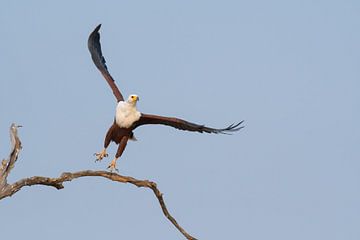  Aigle de mer africain sur Francis Dost