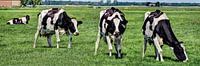 Zwartbont Koeien in de Weiland van Hendrik-Jan Kornelis thumbnail