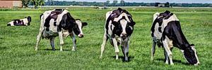 Schwarze und weiße Kühe auf der Wiese