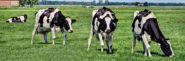 Black and white cows in the meadow