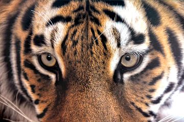 Im Auge des Tigers sur Joachim G. Pinkawa