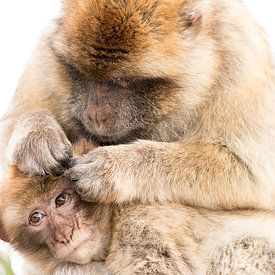 Barbary macaques von Bas Ronteltap