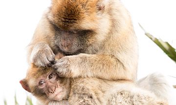 Barbary macaques by Bas Ronteltap