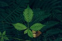 Leaf