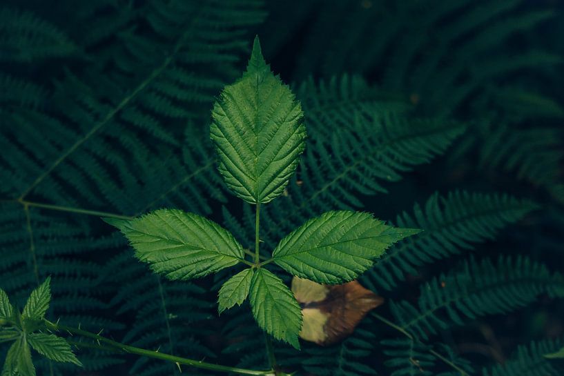 Leaf by Charlotte Ipenburg