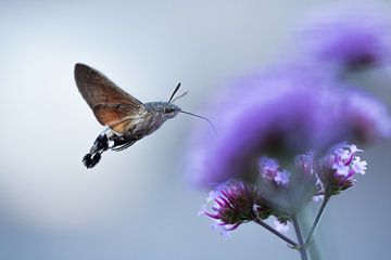 Kolibri-Schmetterling auf Eisenkraut von Danny Slijfer Natuurfotografie