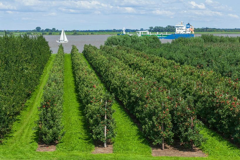Apfelplantage mit Elbe von Torsten Krüger