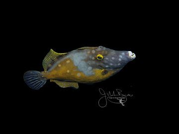 Witgevlekte Filefish, Bonaire van Joseph M. Bowen Photography
