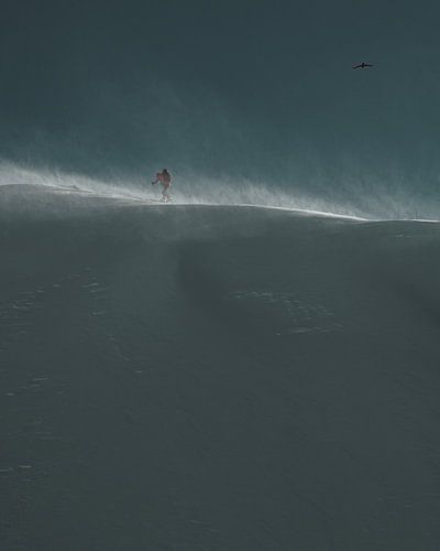 Ski de randonnée & oiseau sur une crête venteuse dans le soleil du matin