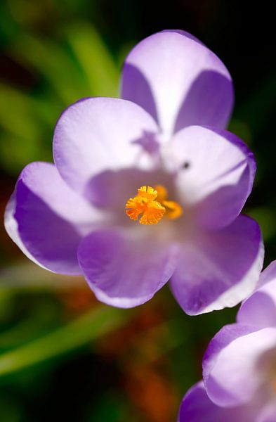 Crocus by Thomas Jäger