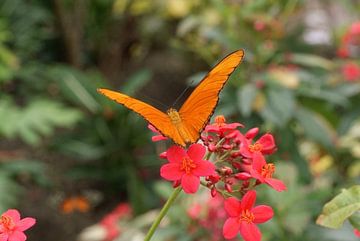 vlieg vlinder by Leo Hordijk