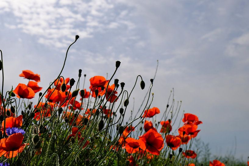 Bright poppy by Ostsee Bilder