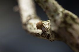 Schnecke-und-Zweig von hetty'sfotografie
