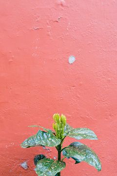 Green plant against red wall