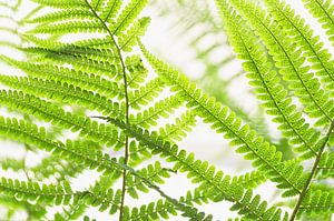 Frische grüne Blätter von Farnen im Frühling
