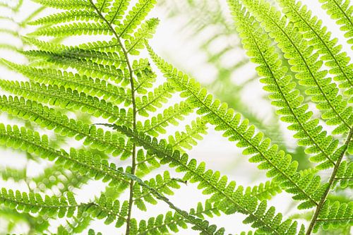 Frische grüne Blätter von Farnen im Frühling