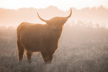 Highlander écossais dans le brouillard