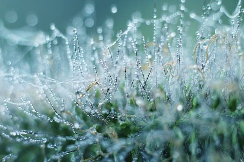 Abstracte dauwdruppels op siergras