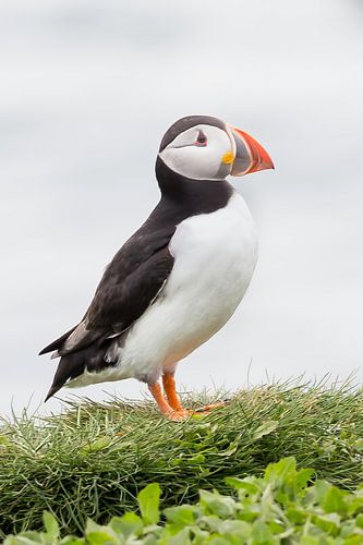Schöner Papageientaucher.