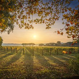 Bolgheri wijngaard zonsopgang. Toscaans herfstlandschap, Italië van Stefano Orazzini