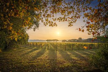 Bolgheri Weinberg Sonnenaufgang. Toskanische Herbstlandschaft, Italien