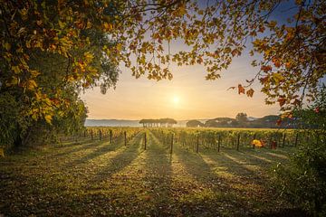 Bolgheri wijngaard zonsopgang. Toscaans herfstlandschap, Italië van Stefano Orazzini