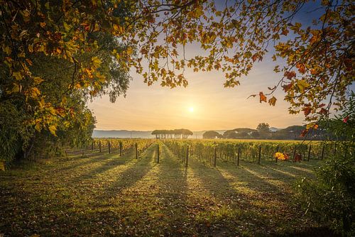 Bolgheri wijngaard zonsopgang. Toscaans herfstlandschap, Italië