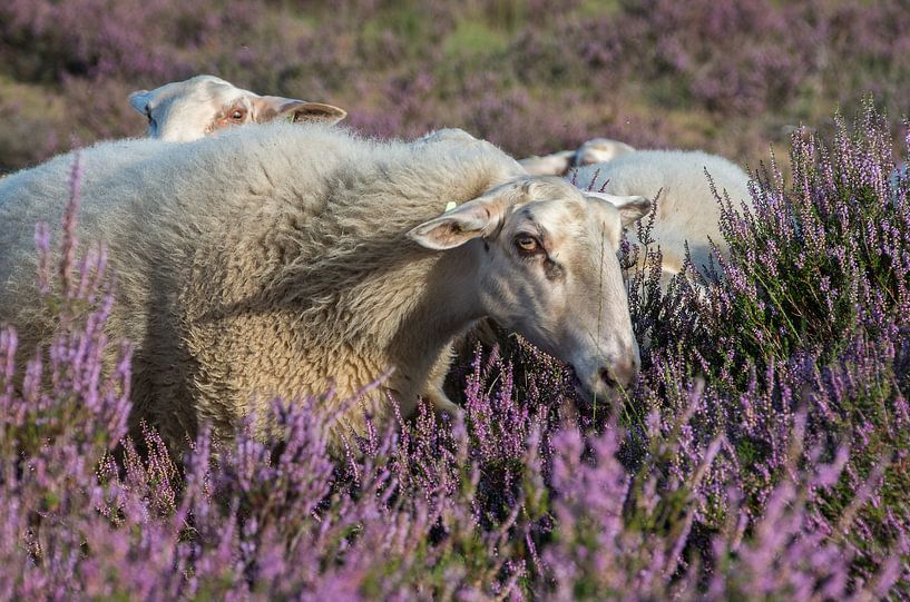 Sheep on flowering heather by Jasper Los