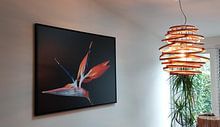 Photo de nos clients: Fleur d'oiseau de paradis sur un fond noir sur Nicole, sur toile