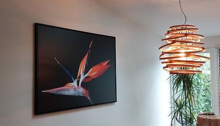 Paradiesvogel Blume auf einem schwarzen Hintergrund