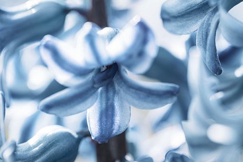 Close-up of flowering hyacinth