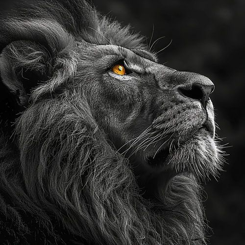 Gros plan sur le visage majestueux d'un lion aux yeux dorés et au pelage noir