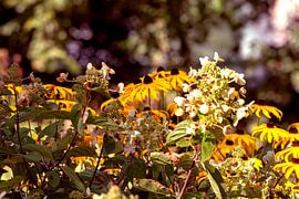 DE - Baden-Württemberg : black eyed susan by Photoart-Naegele